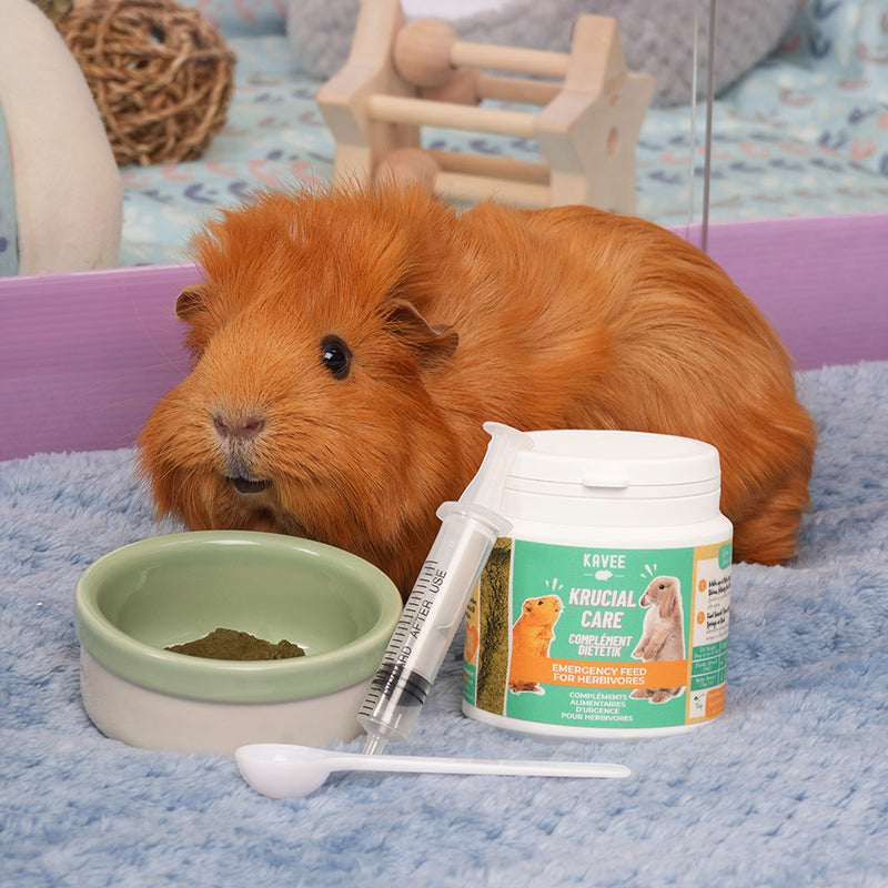brown guinea pig eating kavee crucial care out of a bowl whilst sitting on kavee blue fleece liner