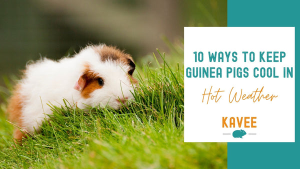 10 Simple Ways to keep guinea pigs cool in hot weather