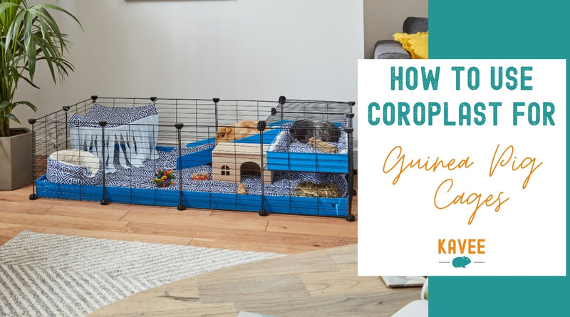 How to use coroplast for a guinea pig cage? - Kavee UK Blog
