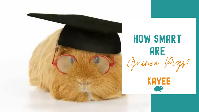 How Smart Are Guinea Pigs?