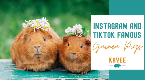 Famous guinea pigs of instagram and TikTok kavee blog uk