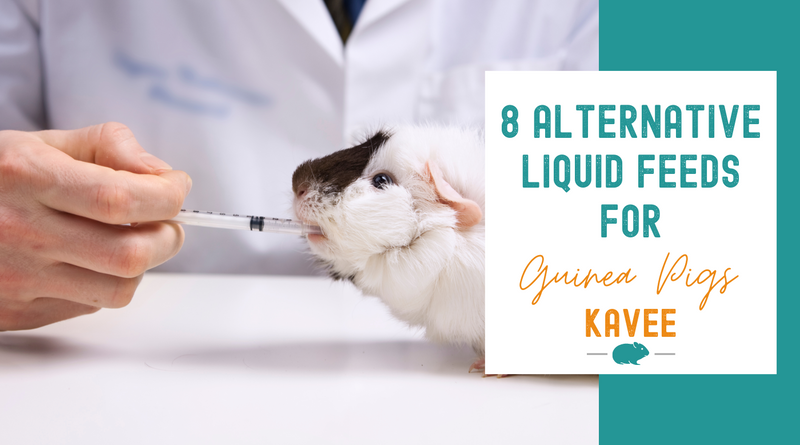 8 Alternative Liquid Feeds for Guinea Pigs