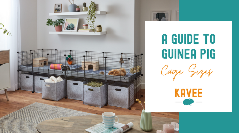 A guide to guinea pig cage sizes