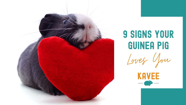 9 signs your guinea pig really loves you valentine guinea pig kavee