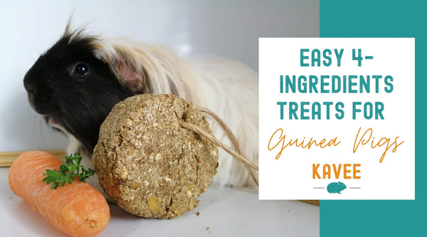 easy 4 ingredient treats for guinea pigs kavee blog uk
