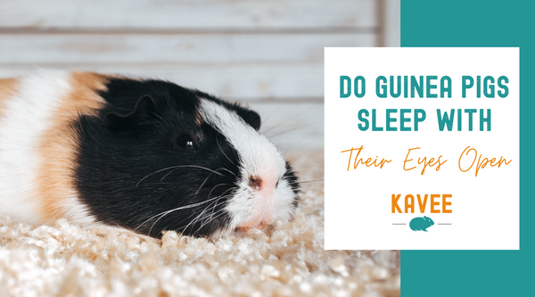 Do guinea pigs sleep with their eyes open