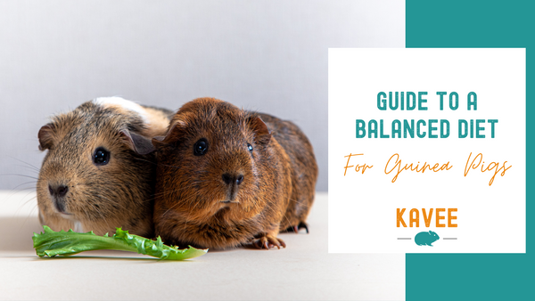 Guide to a balanced diet for guinea pigs