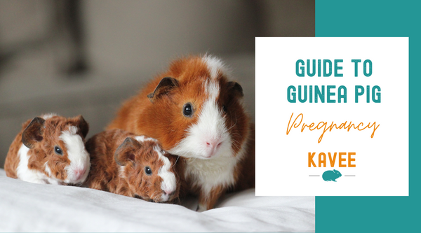 Guide to guinea pig pregnancy