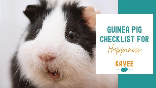 Guinea Pig Happiness Checklist: Is your Guinea Pig Unhappy?