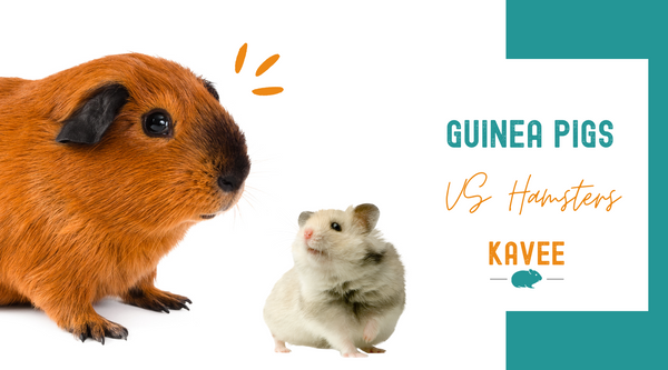 Guinea pig or hamster blog
