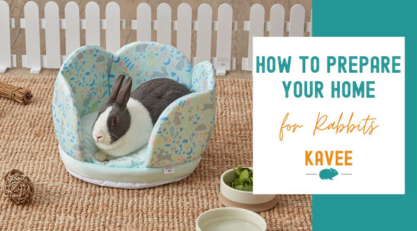 How to prepare your home for rabbits
