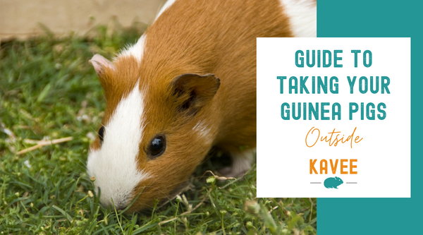 Guide to taking your guinea pigs outside