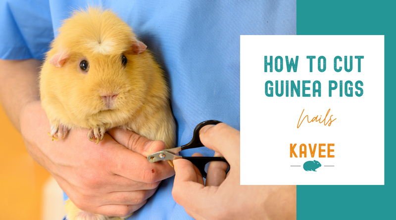 How to cut guinea pig nails blog