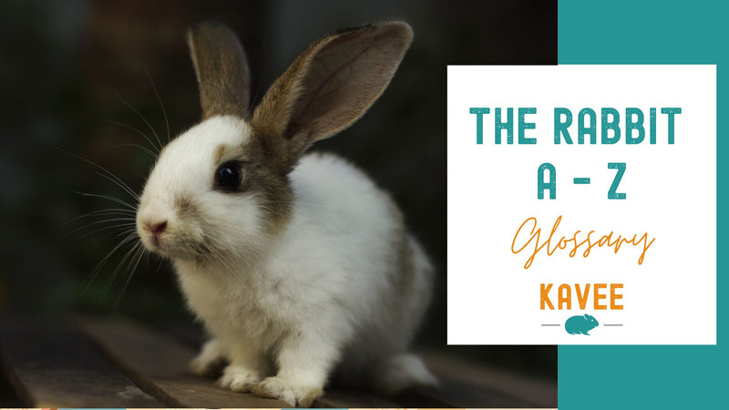 The Ultimate Rabbit Glossary