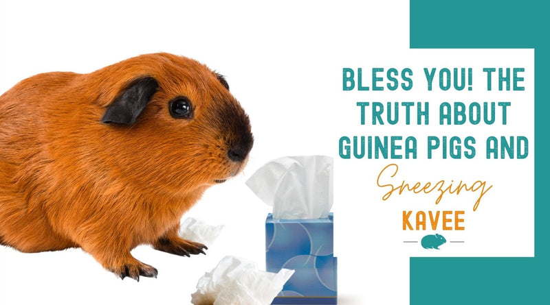 5 reasons why guinea pigs sneeze