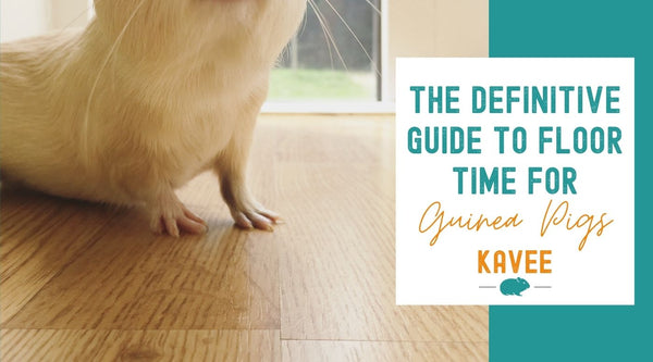 The Definitive Guide to Floor Time for Guinea Pigs