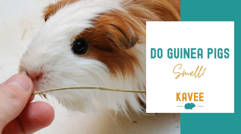 5 reasons guinea pigs can smell definitive answer