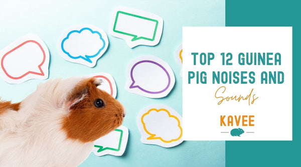 Top 12 Guinea Pig Noises and Sounds Explained