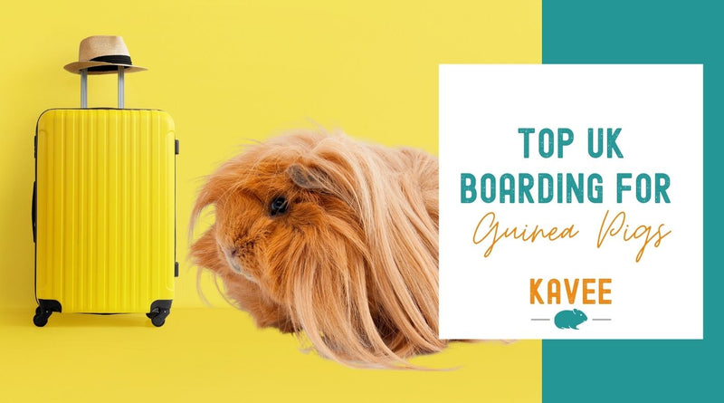 Top UK Boarding for Guinea Pigs