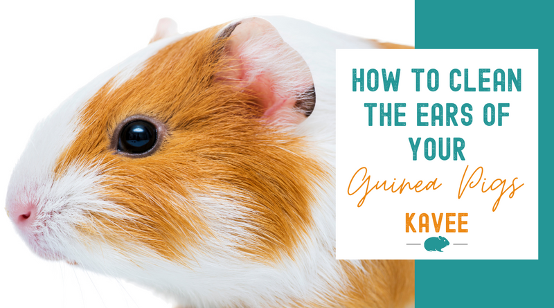 step-by-step guide to cleaning your guinea pig's ears