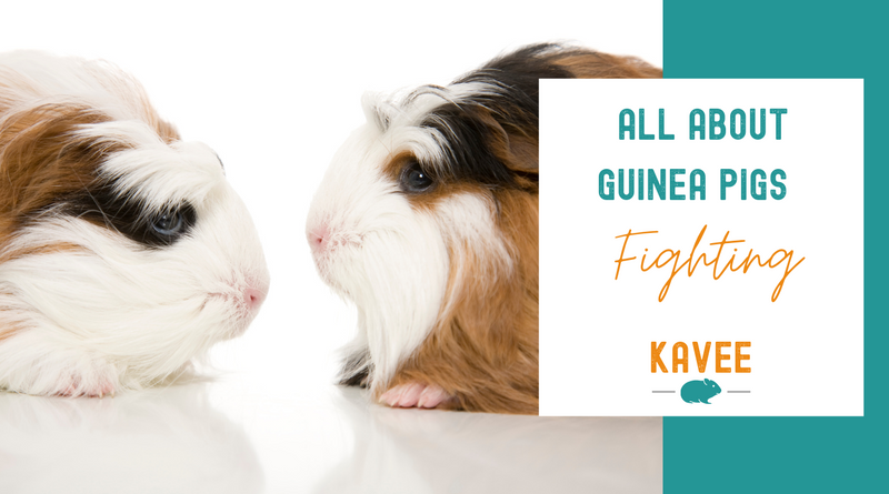 All you need to know about guinea pig fights