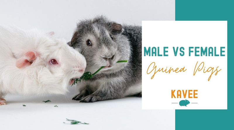 Male vs female guinea pig guide