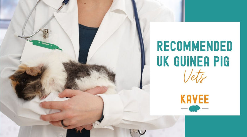 good guinea pig vets in the Uk cavy savvy vet maps list recommended