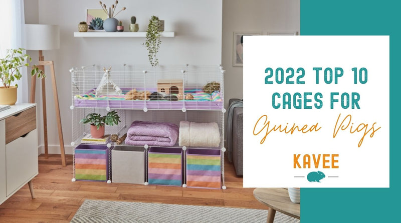 Top 10 cages for guinea pigs in 2022 Kavee Blog UK