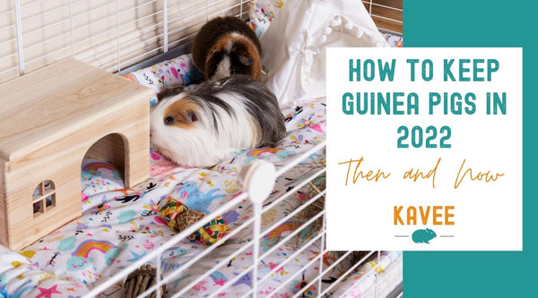 how to keep guinea pigs in 2022