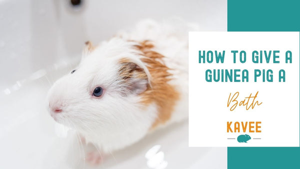 How to Bathe a Guinea Pig - A Step-by-step Guide