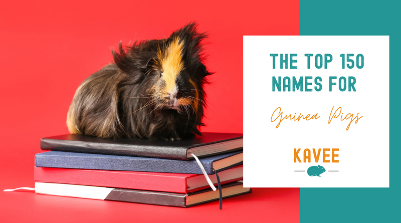 Top names for guinea pigs