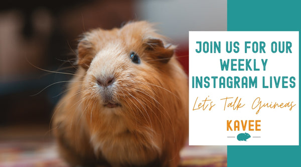 instagram live video about guinea pigs Kavee blog uk