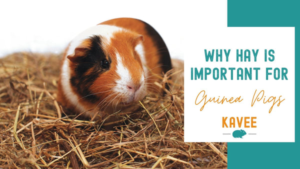 Why is Hay so Important for Guinea Pigs?