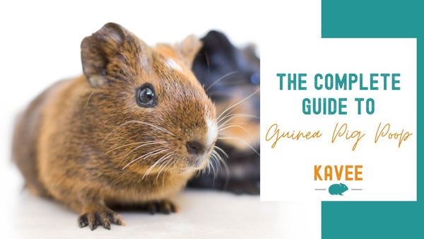 The Complete Guide to Guinea pig poop