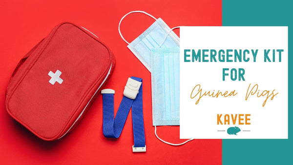 Essential items for your Guinea Pig Emergency Kit