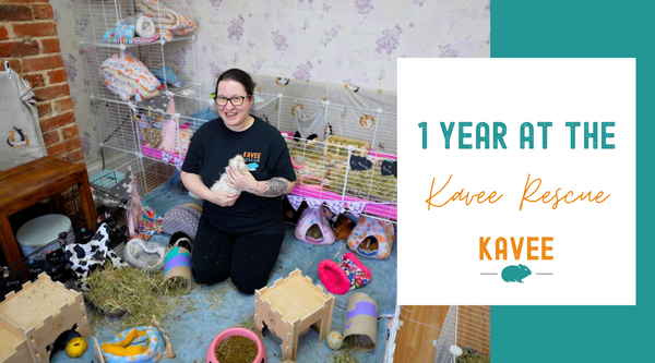 1 year at the Kavee Rescue