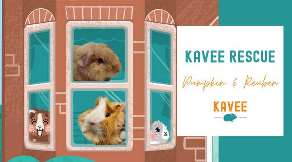 How the Kavee Rescue Changed the Lives of These Piggies | Pumpkin & Reuben