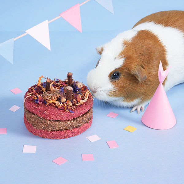 Kavee celebration cake for guinea pigs and rabbit being nibbled by a brown and white guinea pig with party hat and bunting on blue background