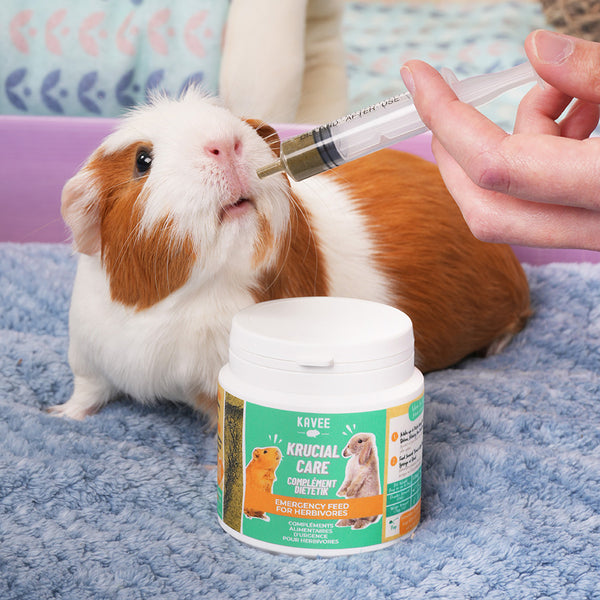 brown and white guinea pig being fed kavee crucial care by a human whilst sitting on kavee blue fleece liner