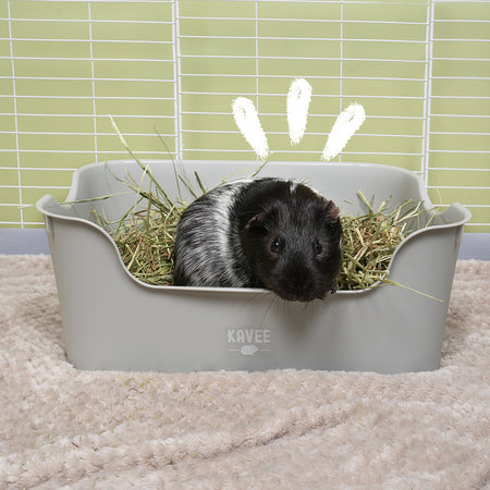 Black and white guinea pig on a bed of hay in Kavee grey litter tray for guinea pigs and rabbits, in white cage on taupe liner.