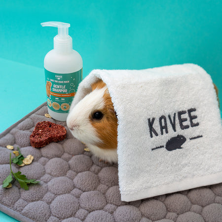Kavee Cage Bathing set for guinea pigs. Guinea Pig covered in white kavee towel on waterproof pad with bottle of shampoo and heart cookie. blue background