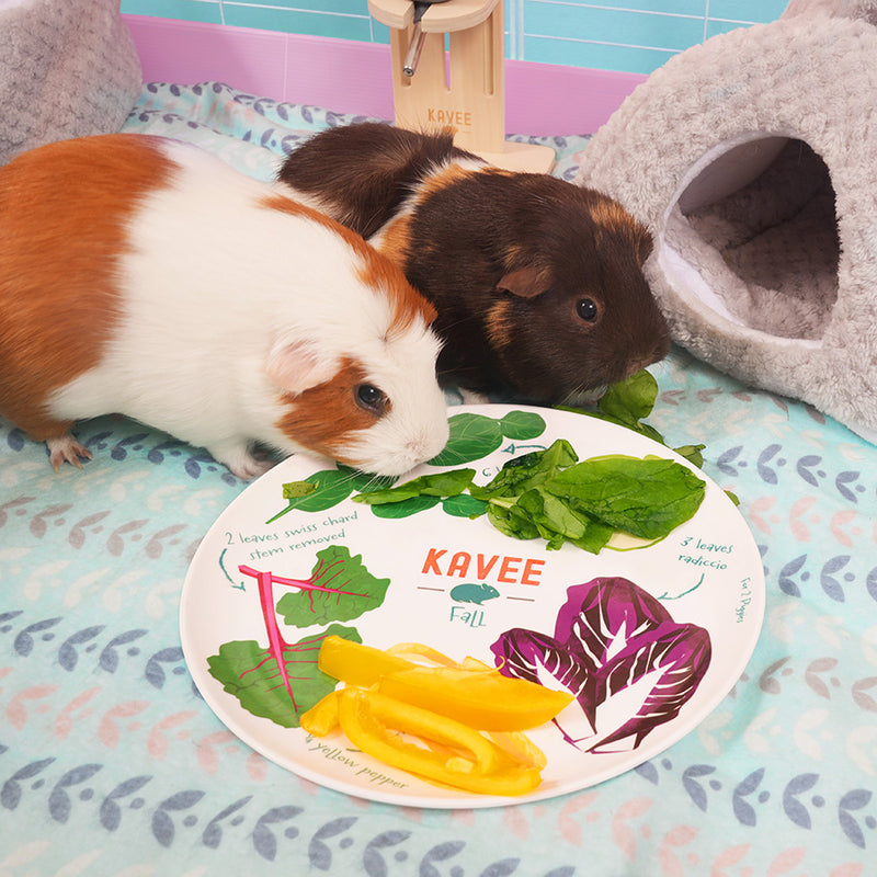 Kavee dietary divider dish for guinea pigs in guinea pig cage with two guinea pigs