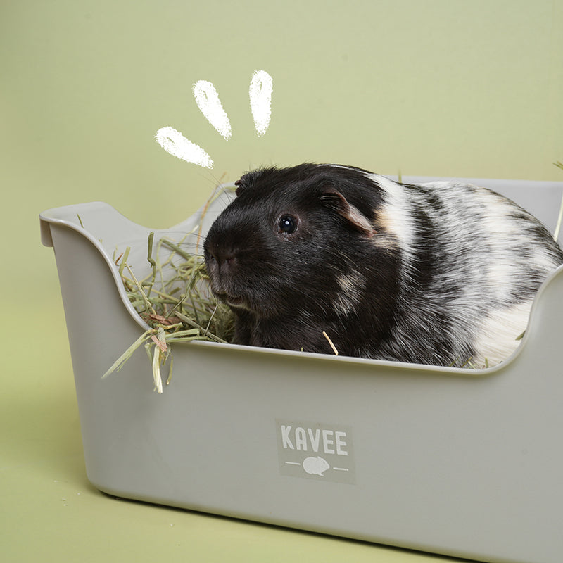 Black and white guinea pig on a bed of hay in Kavee grey litter tray for guinea pigs and rabbits, in white cage on green background
