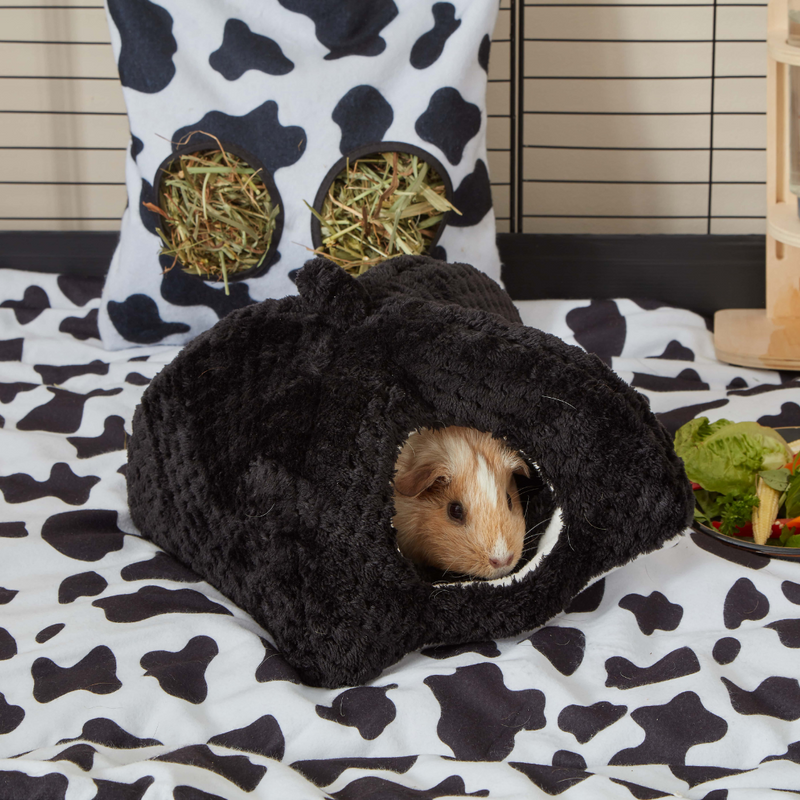 ginger and white guinea pig inside of kavee c and c black cuddle cup on top of a cow print liner