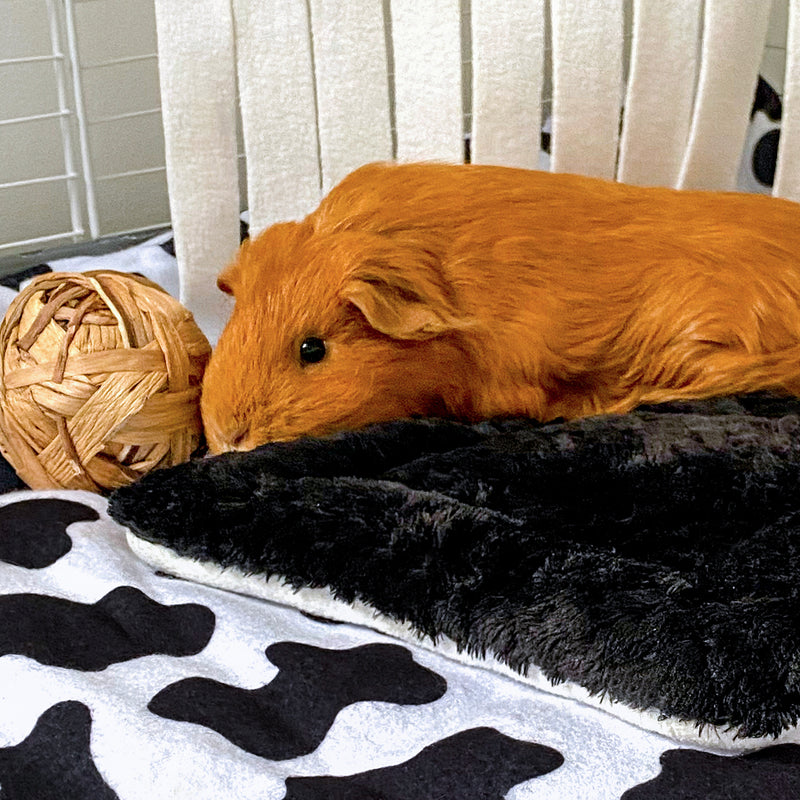 a ginger guinea pig lay on top of a black peepad on top of a cow print fleece liner