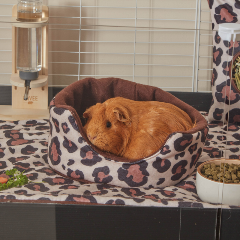 a giner guinea pig inside of a kavee c and c leopard cuddle cup on a leopard print fleece liner