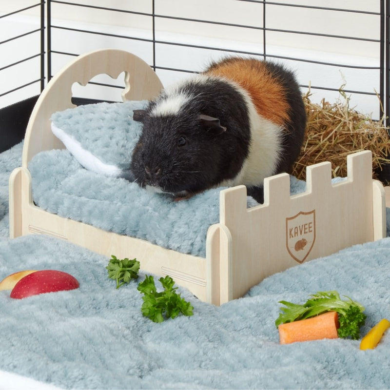 tri coloured guinea pig laying on top of kavee wooden bed with blue liner and accessories