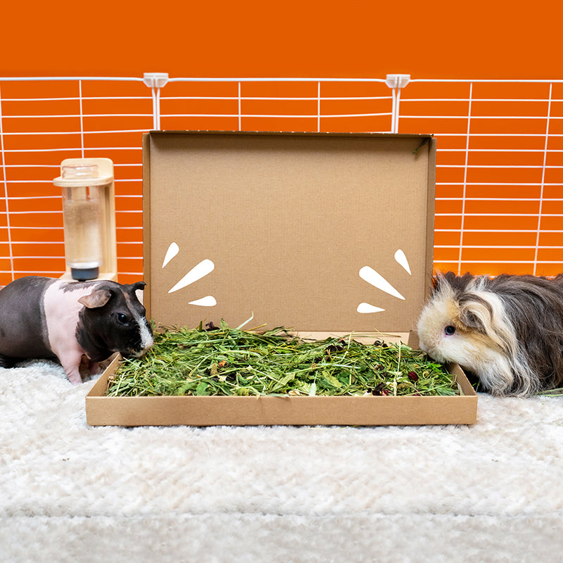 Two guinea pigs eating out of a vitamin c forage tray on a fleece liner in a white cage with a orange background - by brand Kavee