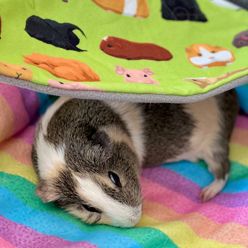 guinea pig sleeping on a rainbow fleece liner under a green hammock with guinea pig fabric pattern