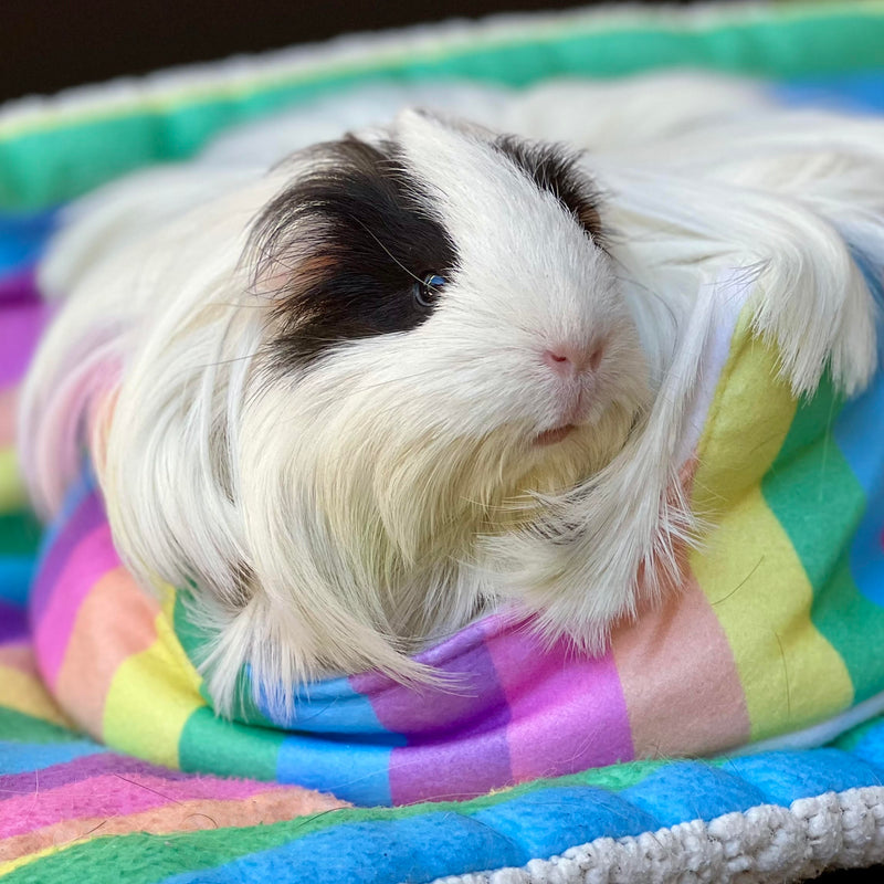 long hair white guinea pig using a rainbow fleece sofa cuddle cup bed accessory from kavee